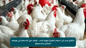 ارتفاع جديد في أسعار الفراخ اليوم الأحد.. تعرف على الأسعار في بورصة الدواجن والأسواق